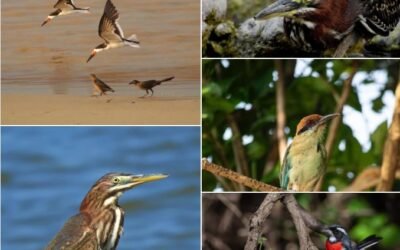 Festival Alas de Huatulco: Reconocimiento al Talento Fotográfico