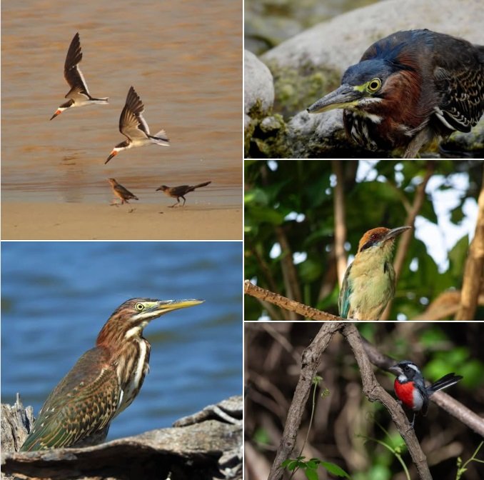 Festival Alas de Huatulco: Reconocimiento al Talento Fotográfico