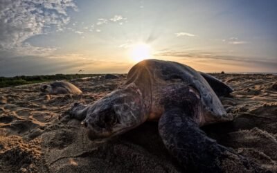CONANP interpone denuncias federales por saqueo de nidos en el Santuario Playa Escobilla