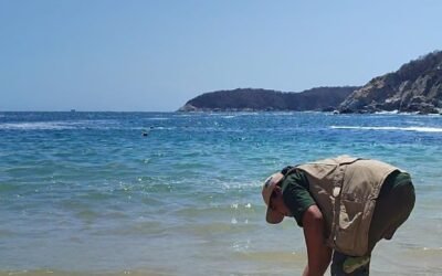 El Centro Mexicano de la Tortuga, tras la atención médica y rehabilitación, consiguió que una tortuga carey regresara sana a su hábitat natural