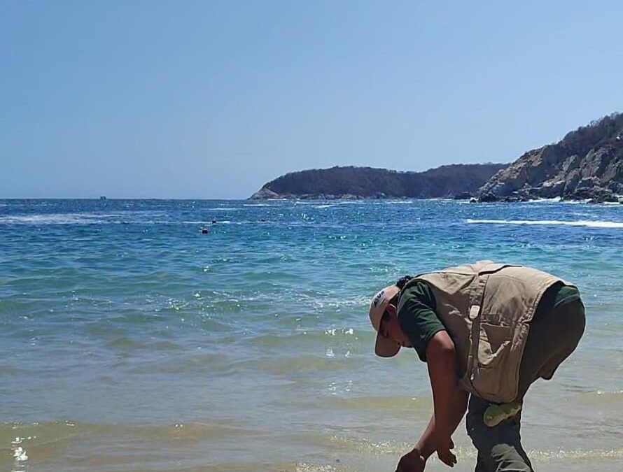 El Centro Mexicano de la Tortuga, tras la atención médica y rehabilitación, consiguió que una tortuga carey regresara sana a su hábitat natural