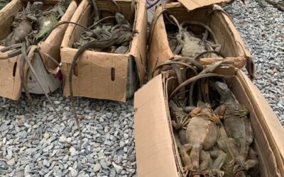 Rescatan 192 iguanas traficadas en Oaxaca: más de 30 no sobrevivieron
