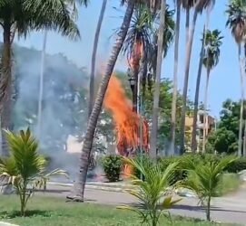 Se arde palma de coco en Huatulco