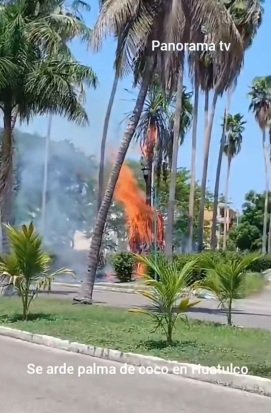 Se arde palma de coco en Huatulco